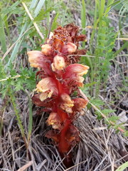 Orobanche colorata