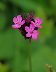 Dianthus pontederae