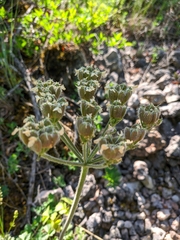 Heracleum ligusticifolium