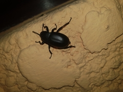 Blaps caucasica