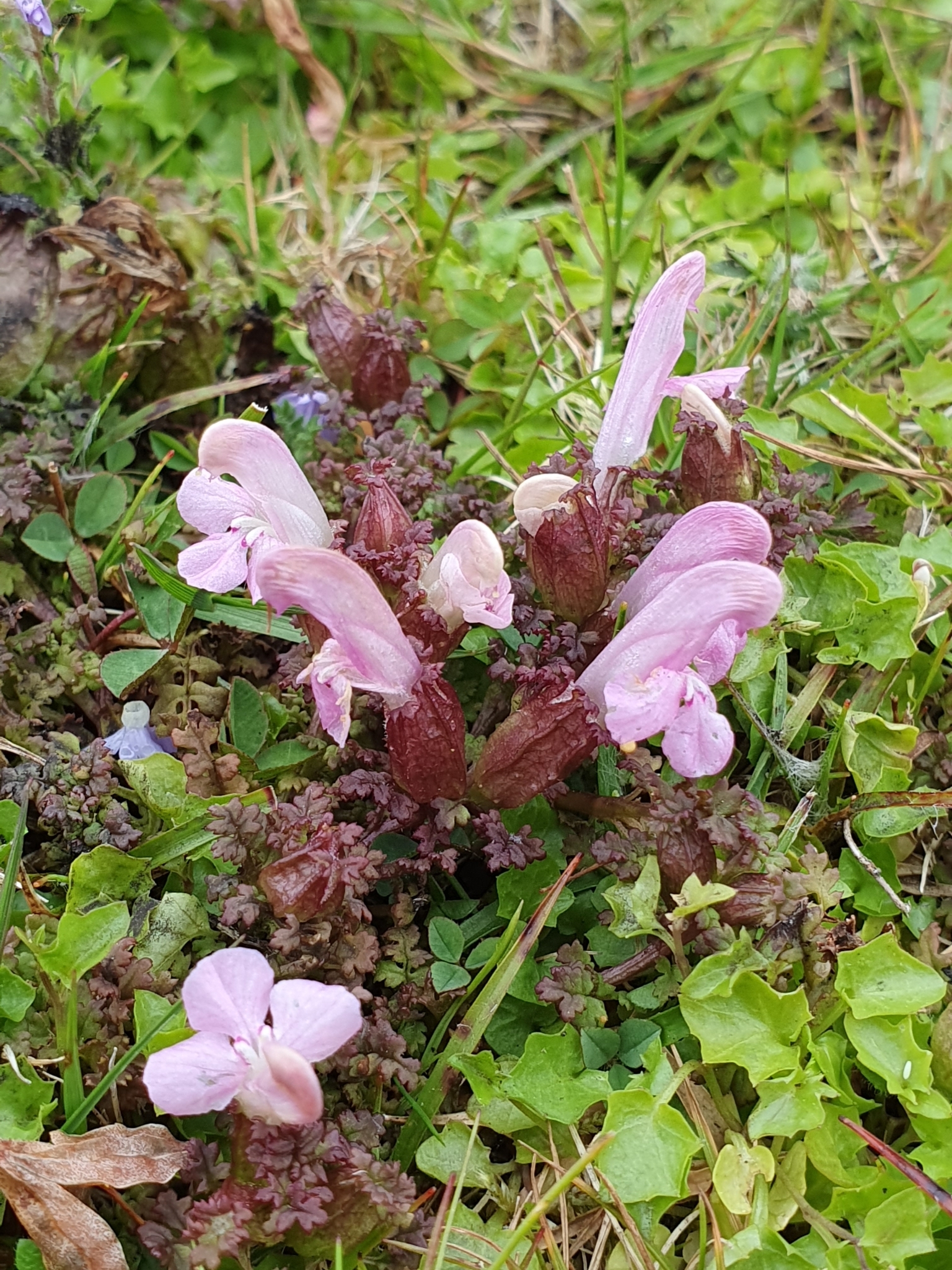 Pedicularis sylvatica