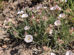 Convolvulus calvertii calvertii