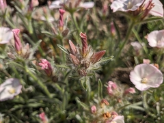 Convolvulus calvertii calvertii