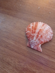 Aequipecten opercularis