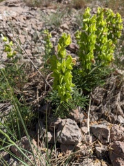 Salvia scabiosifolia