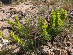 Salvia scabiosifolia
