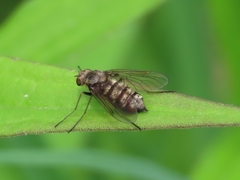 Chrysopilus pilosus