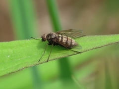 Chrysopilus pilosus