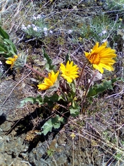 Balsamorhiza serrata