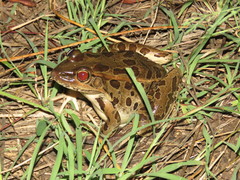 Lithobates forreri
