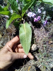 Balsamorhiza serrata