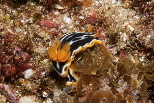 Chromodoris africana