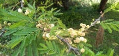 Vachellia robusta