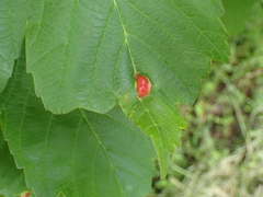 Pediaspis aceris