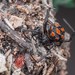 European Black Widow - Photo (c) Óscar Mendez, some rights reserved (CC BY-NC), uploaded by Óscar Mendez