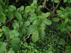 Rhamnus cathartica