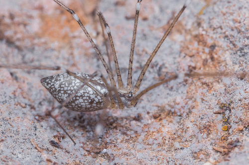 Holocnemus hispanicus