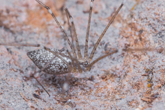 Holocnemus hispanicus