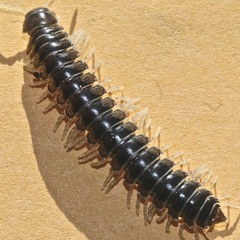 Xystocheir brachymacris