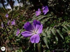 Geranium schiedeanum