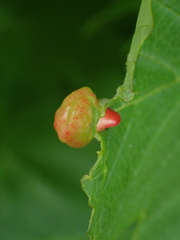 Pediaspis aceris