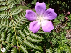 Geranium schiedeanum