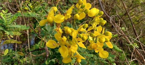 matura tea tree