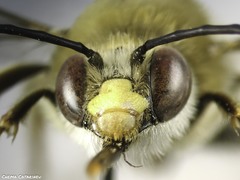 Eucera tricincta