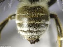 Eucera tricincta