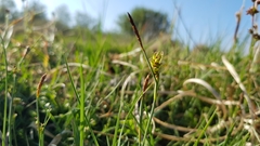 Carex panicea