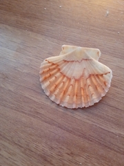 Pecten