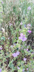 Malva sylvestris