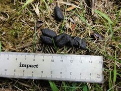 Trichosurus vulpecula