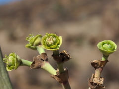 Euphorbia dregeana