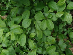 Rhamnus cathartica