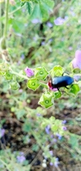 Malva sylvestris