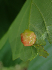 Pediaspis aceris