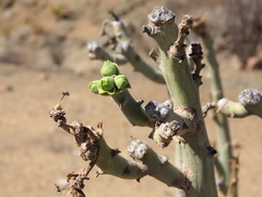 Euphorbia dregeana