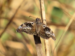 Chiomara basigutta