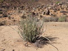 Euphorbia dregeana