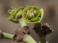 Euphorbia dregeana
