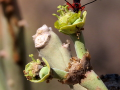 Euphorbia dregeana