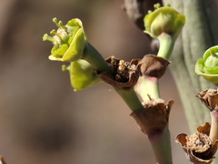 Euphorbia dregeana