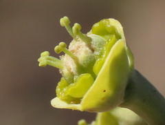 Euphorbia dregeana