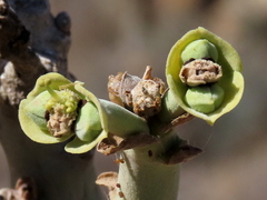 Euphorbia dregeana