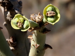 Euphorbia dregeana