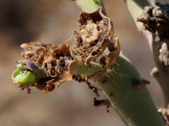 Euphorbia dregeana