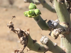 Euphorbia dregeana