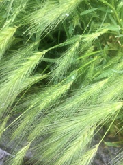 Hordeum murinum