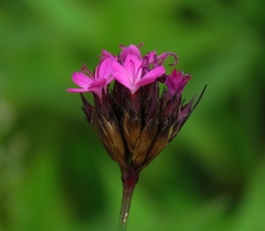 Dianthus pontederae